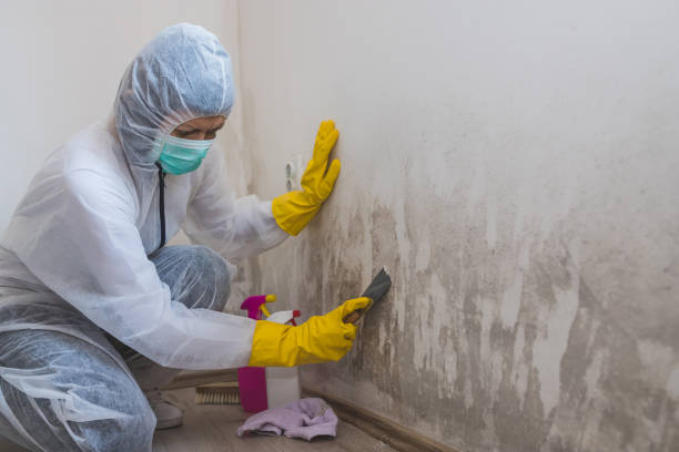 Best Black Mold Remediation in Aspen Hill, MD