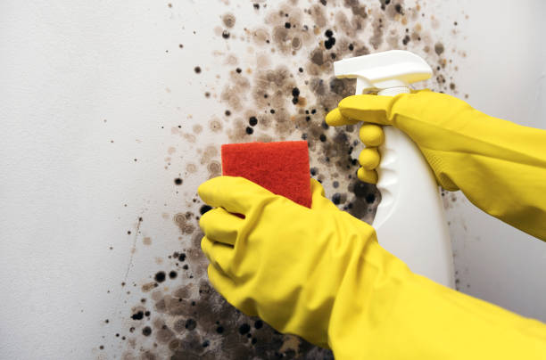 Best Attic Mold Remediation in Aspen Hill, MD